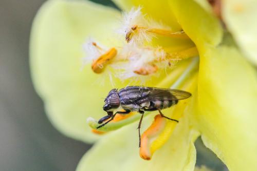 Stomorhina lunata